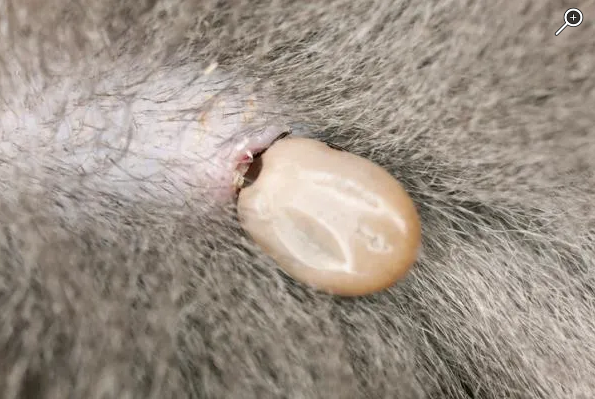Características epidemiológicas y clínico -patológicas de la infección por Anaplasma phagocytophilum en perros: una revisión sistemática