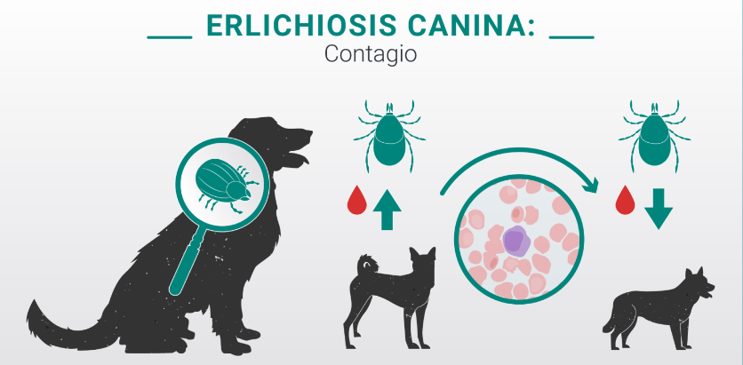 Ehrlichiosis en perros: una revisión exhaustiva sobre el patógeno y sus vectores con énfasis en los países del sur y este de Asia