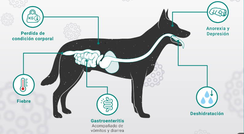 Parvovirus canino: perspectiva actual