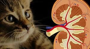 Enfermedad renal crónica felina