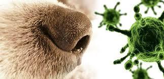 Veterinarios chilenos realizan importante estudio sobre el distemper canino