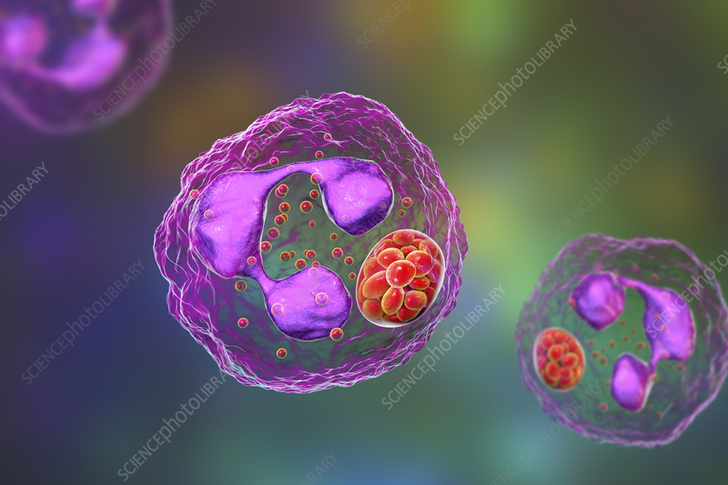Illustration of Anaplasma sp. bacteria infecting neutrophils. Anaplasma phagocytophilum causes human granulocytic anaplasmosis transmitted by the black-legged tick and the sheep tick.