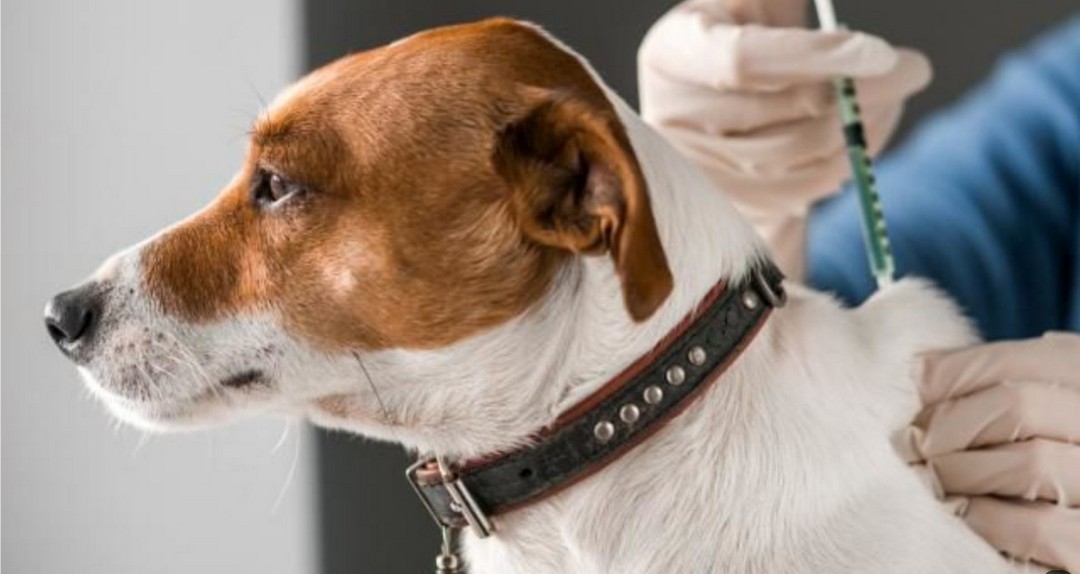 UCHILE identifica diversidad genética del distemper canino y abre camino a vacunas más efectivas