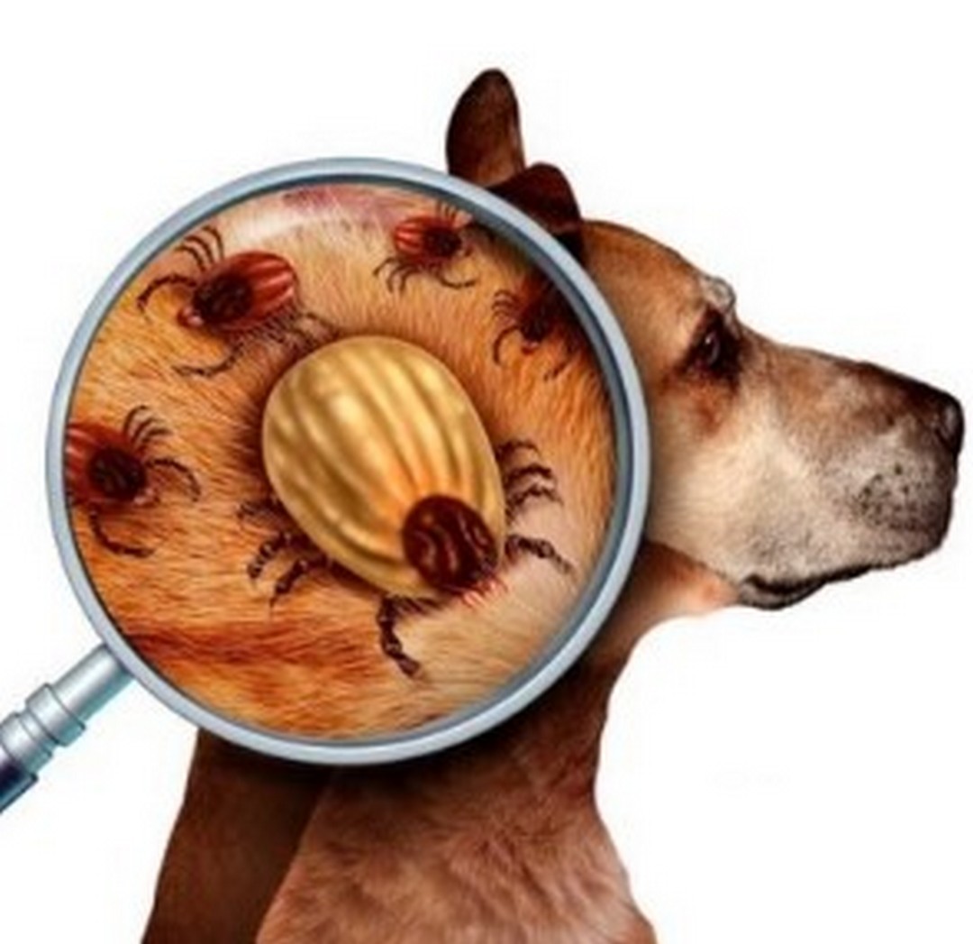 Identificación molecular de Ehrlichia canis en un canino de la ciudad de Arica, Chile.