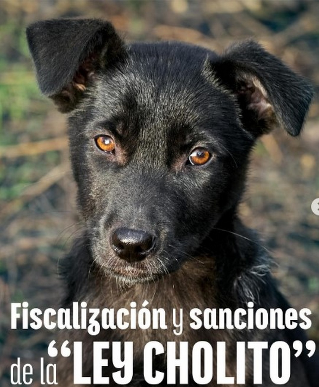 La Ley de Tenencia Responsable de Mascotas o “Ley Cholito” establece una serie de obligaciones para las personas que tienen una mascota o animal de compañía.