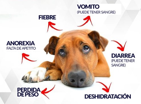 PRIMER AISLAMIENTO DEL PARVOVIRUS CANINO TIPO 2 EN CHILE