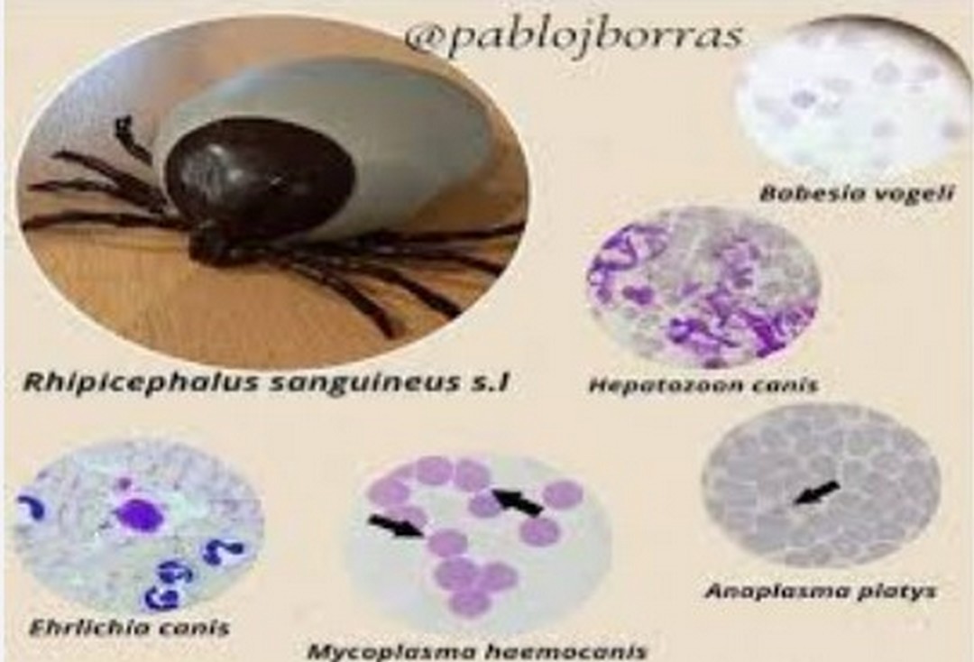 Estrategias para el diagnóstico de la anaplasmosis granulocítica en dos perros infectados naturalmente.