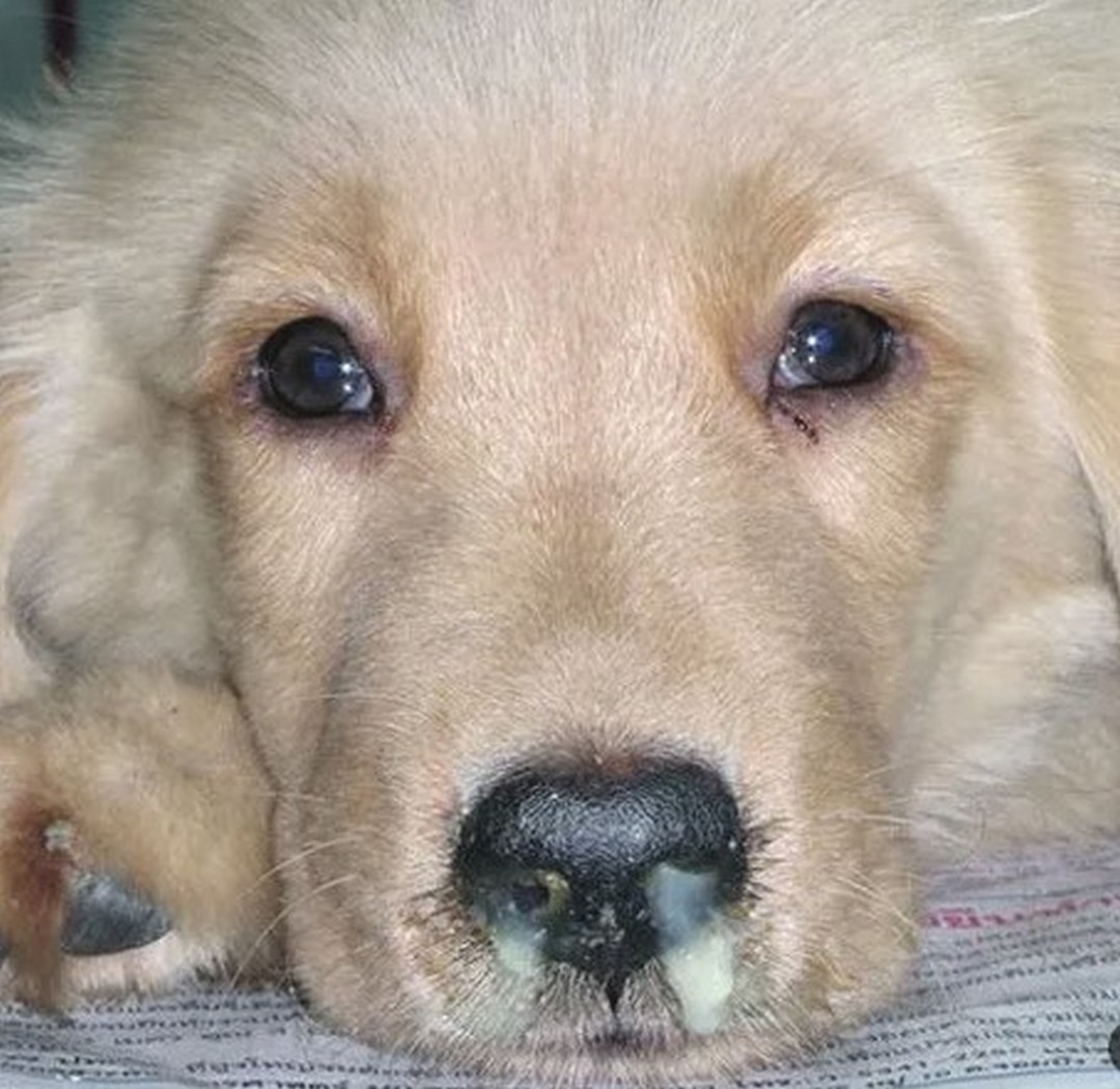Veterinarios chilenos realizan importante estudio sobre el Distemper Canino.