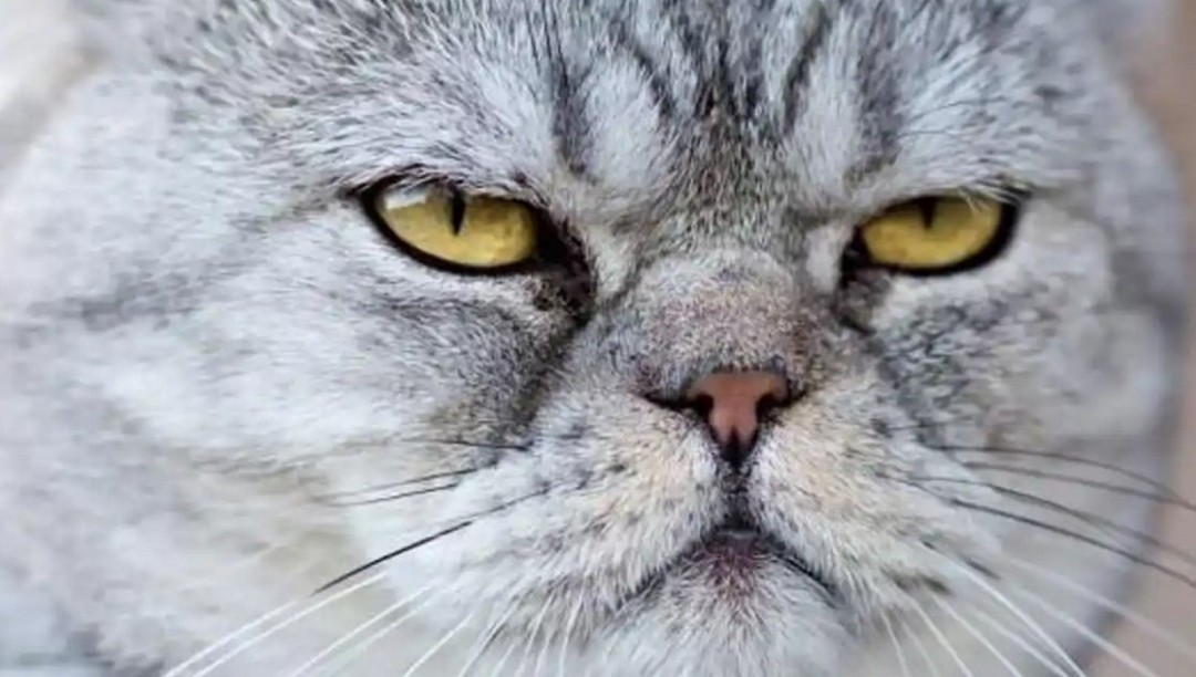 ¿Qué piensan los gatos de nosotros?