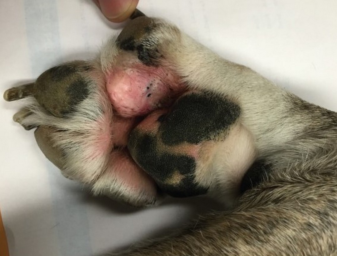 Pododermatitis canina.