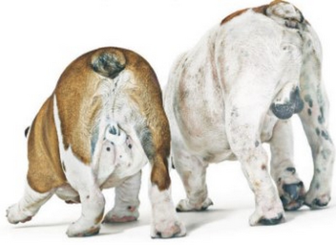 Una revisión sistemática de los tratamientos médicos para la hiperplasia prostática benigna en perros: evaluación de estrategias para la preservación de la función reproductiva