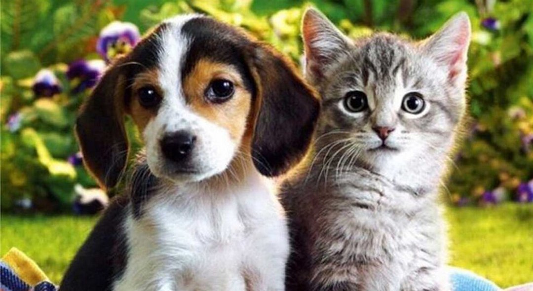 ¿Son más inteligentes los perros o los gatos? Esto dice la ciencia