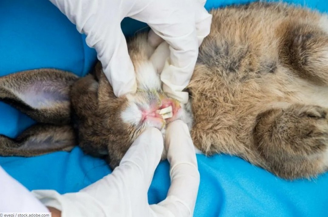 Abscesos odontogénicos en conejos domésticos: una revisión exhaustiva de la patogénesis, el diagnóstico y los avances en el tratamiento.