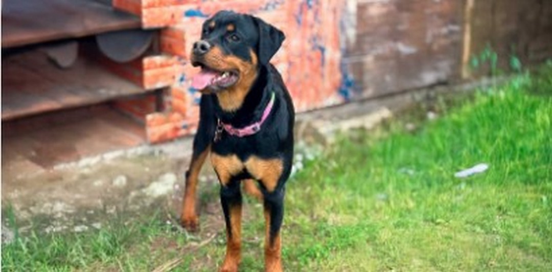 UCHILE identifica diversidad genética del distemper canino y abre camino a vacunas más efectivas.