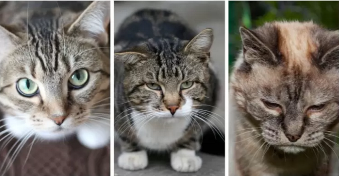 Identificación del dolor en el gato: desafíos y soluciones.