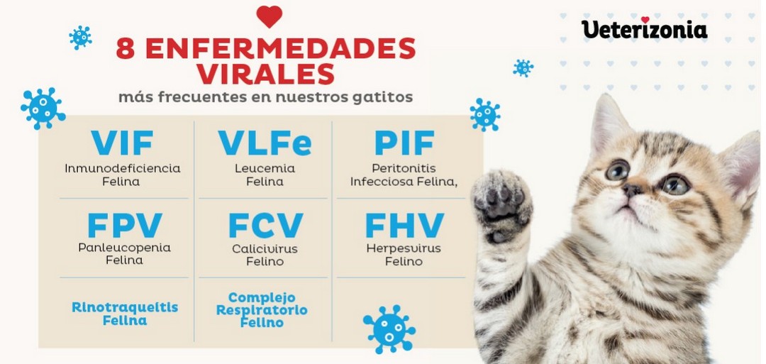 Enfermedades del sistema nervioso central en el gato: conocimiento actual sobre las causas infecciosas.