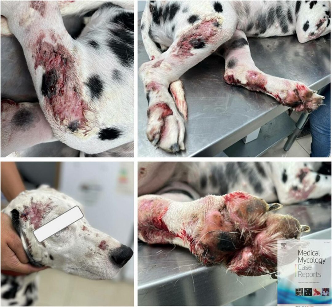 Caso clínico: Reporte del 1° Caso de Esporotricosis Canina en Chile.