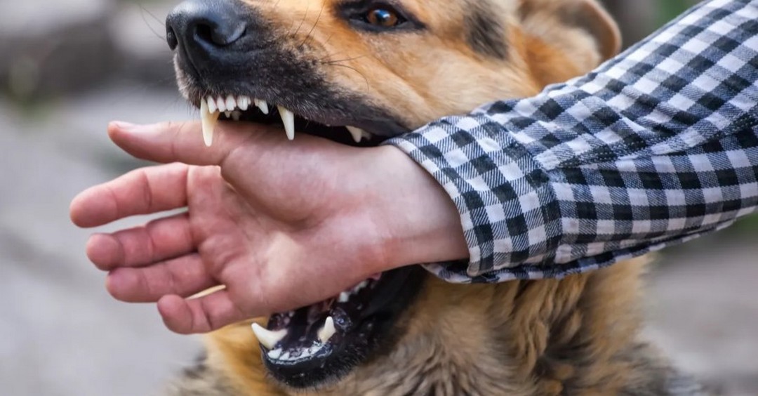 Microbiología de las infecciones causadas por mordeduras de perros y gatos en personas: Una revisión.