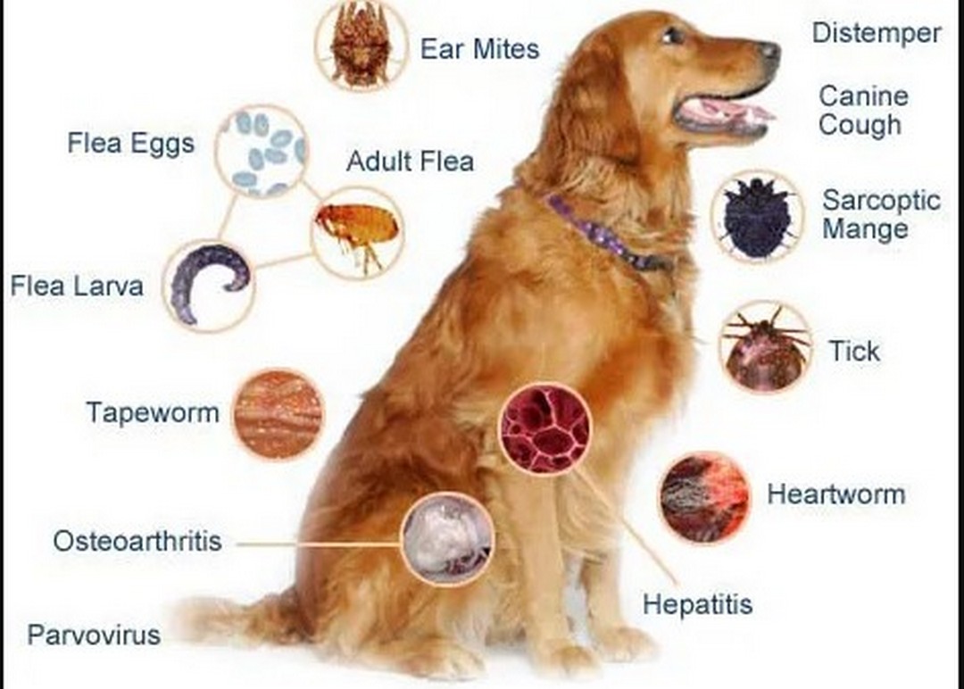 Zoonosis emergentes y reemergentes de perros y gatos.