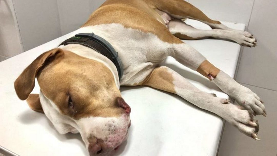 Evaluación del dolor en animales hospitalizados.