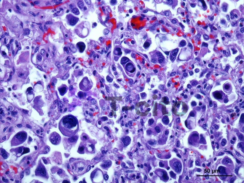 Cáncer en el perro y en el gato